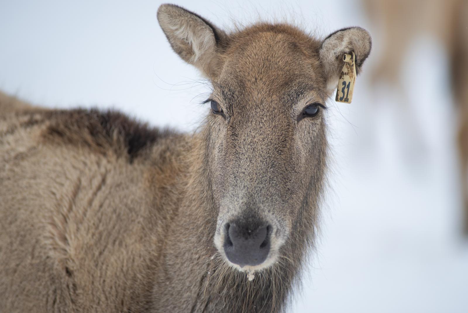 Pére David's Deer | The Wilds